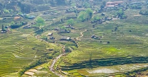 rijstvelden van Giang Ta Chai