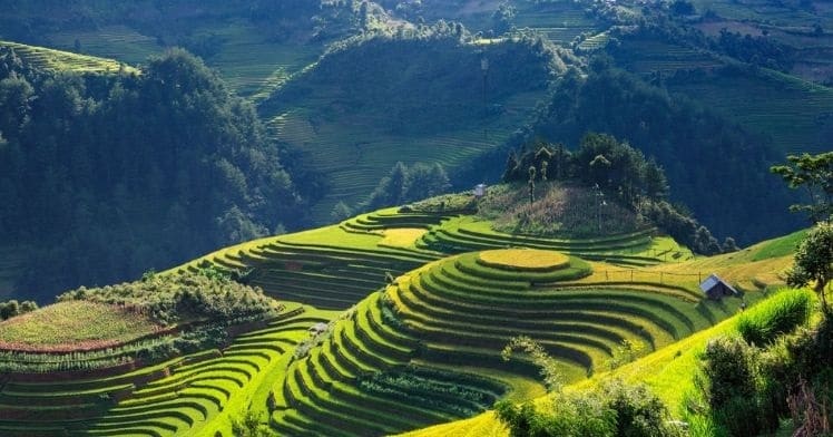 rijstvelden vietnam