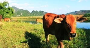 bong lai valley