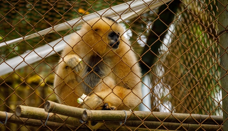 Een gibbon in Cuc Phuong Primate Rescue Center