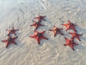 starfish-beach-phu-quoc Starfish beach op Phu Quoc.