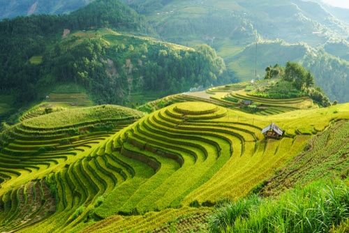 Mu Cang Chai 