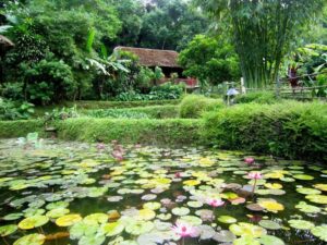 tuin (1)