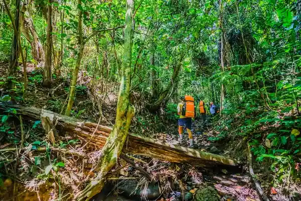 In Phong Nha kun je echte jungle treks maken. 